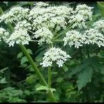 the dastardly giant hogweed- deceptively pretty